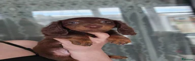 Miniature Dachshund 1