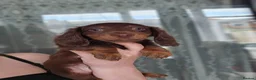 Miniature Dachshund dogs for sale: Miniature dachshund  - Advert 13