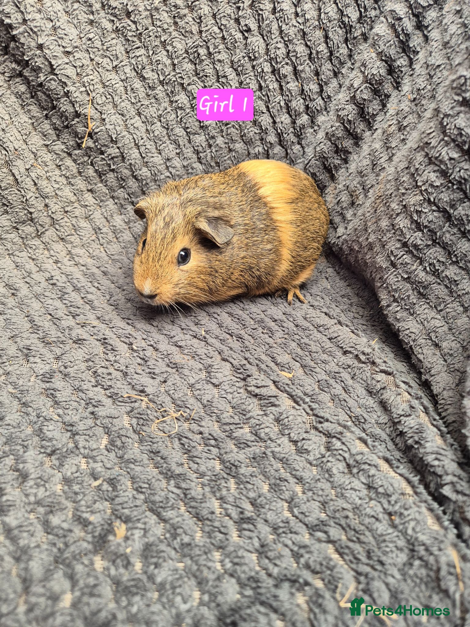 Guinea Pig rodents Guinea Pigs 👀🏡 - Advert 1