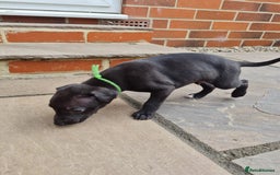 Whippet dogs for sale: Pure bred whippet puppies - Image 4