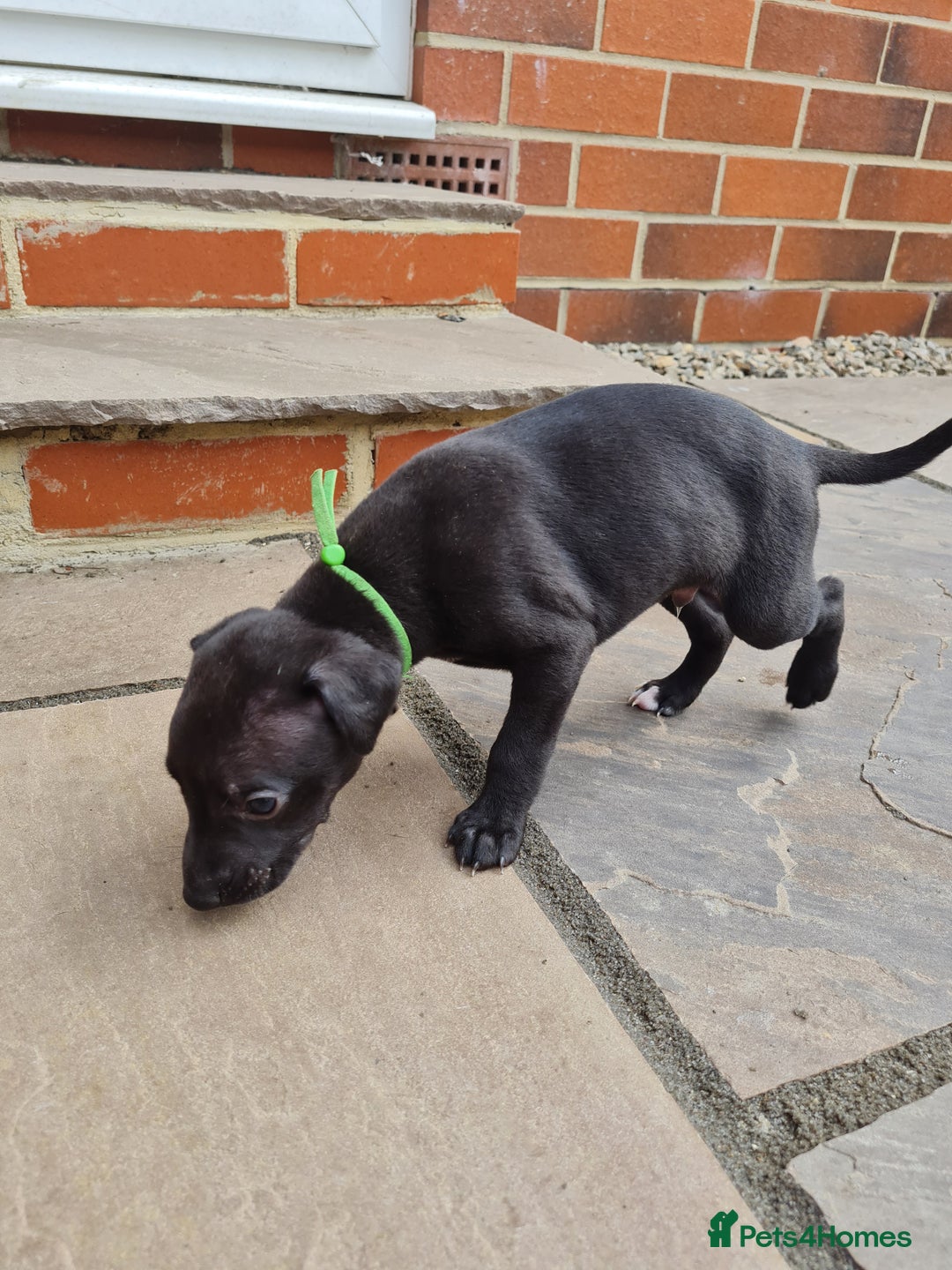 Whippet dogs for sale: Pure bred whippet puppies - Image 4