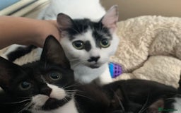 Domestic Shorthair cats for sale: Four 11 week old kittens - Image 10
