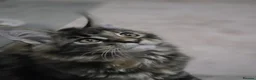 Maine Coon cats for sale: Maine coon kittens - Advert 10