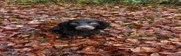 Cocker Spaniel dogs for stud: Working cocker stud  in Andover - Advert 4