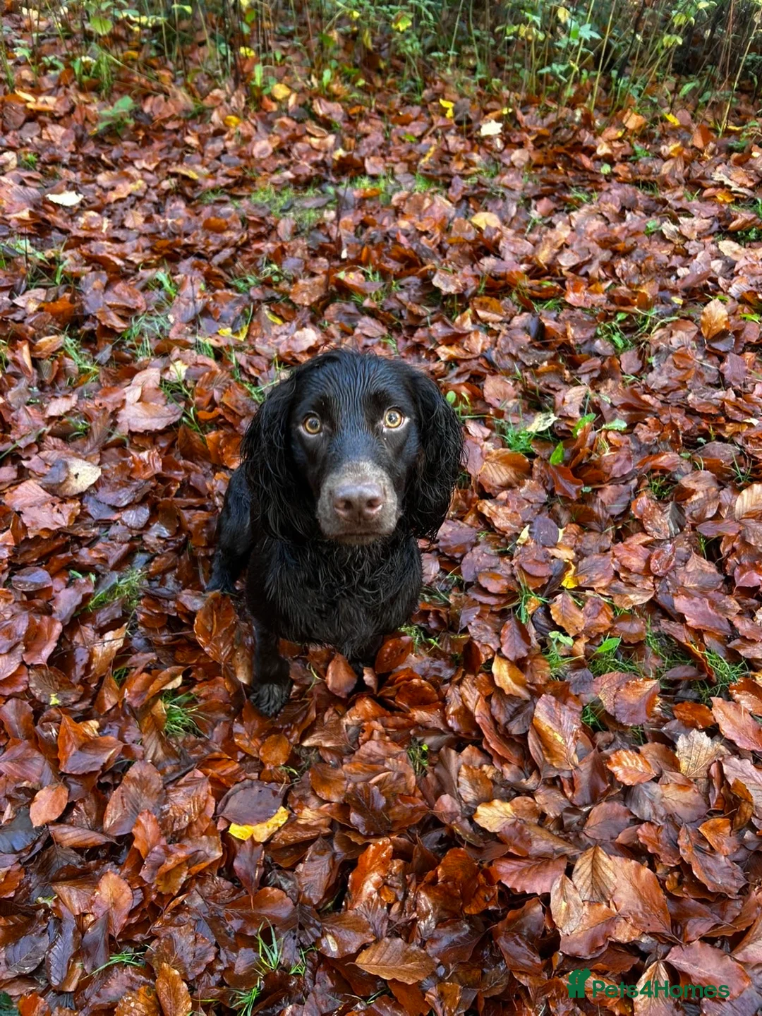 Cocker Spaniel dogs for stud: Working cocker stud  in Andover - Advert 4
