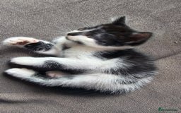 British Shorthair cats for sale: Brittish short hair cross main coon kittens - Image 3