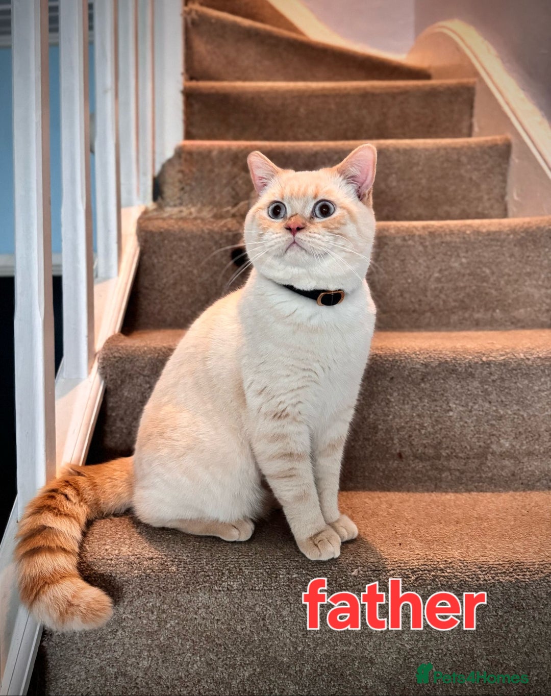 British Shorthair cats for sale: 6 Gorgeous BSH Kittens – Friendly & Playful! - Image 9