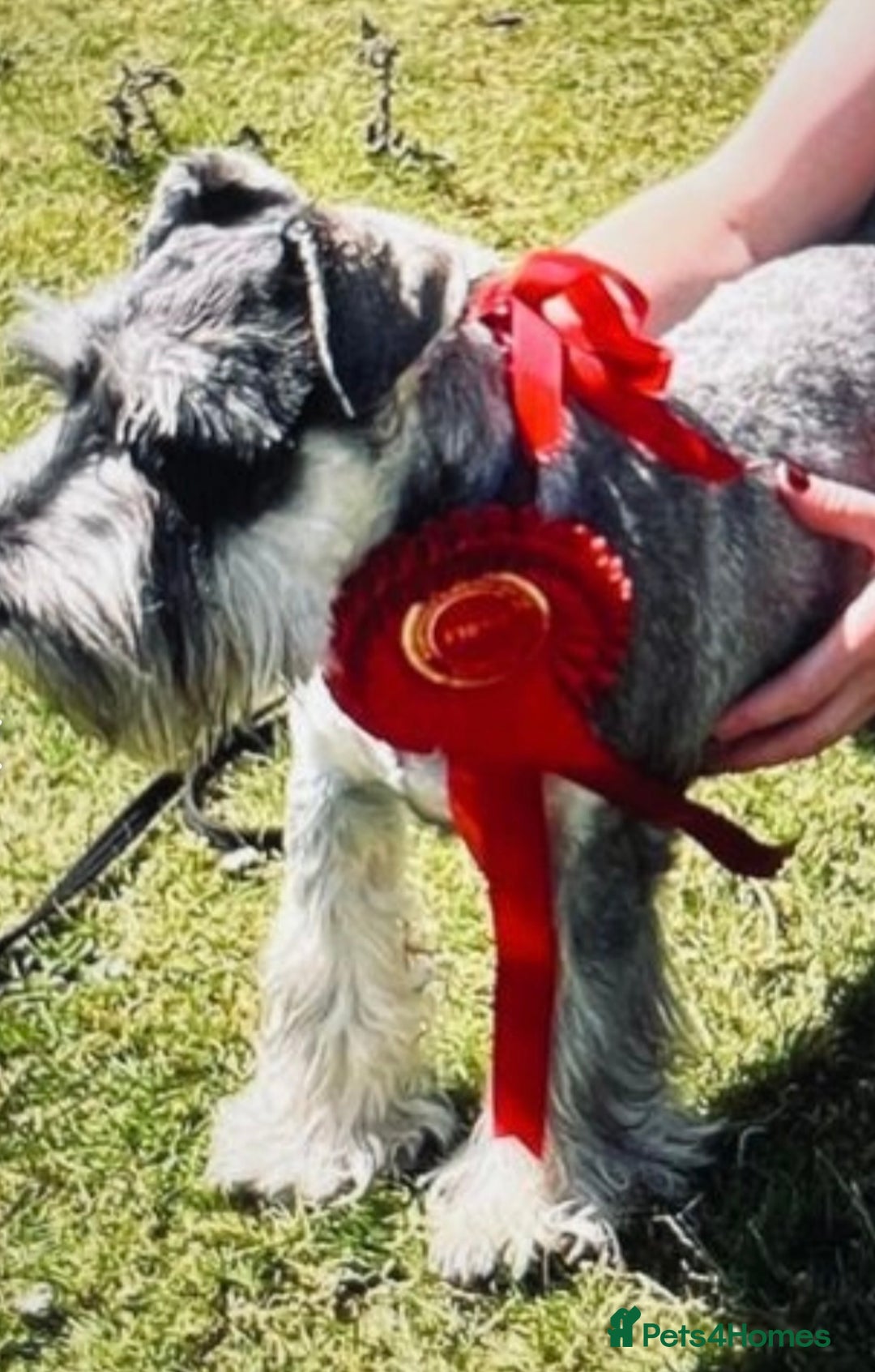 Miniature Schnauzer dogs for sale: KC registered DNA tested Miniature Schnauzer pups  - Advert 3