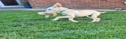 Mixed Breed dogs for sale: Mabel is 5 months old  - Advert 2