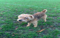 Lakeland Terrier dogs for sale: Lakeland Terrier pups - working style black & tan! - Image 4