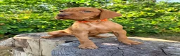 Hungarian Vizsla dogs for sale:     KC Hungarian Vizsla Puppies - Licensed ⭐ - Advert 5
