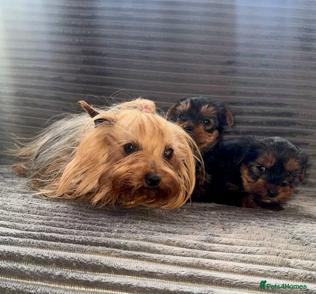 Yorkshire Terrier dogs for sale: Yorkshire terrier  puppies 9 weeks  in London - Advert 4