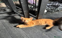 Mixed Breed cats for sale: Adorable kitten - Image 9