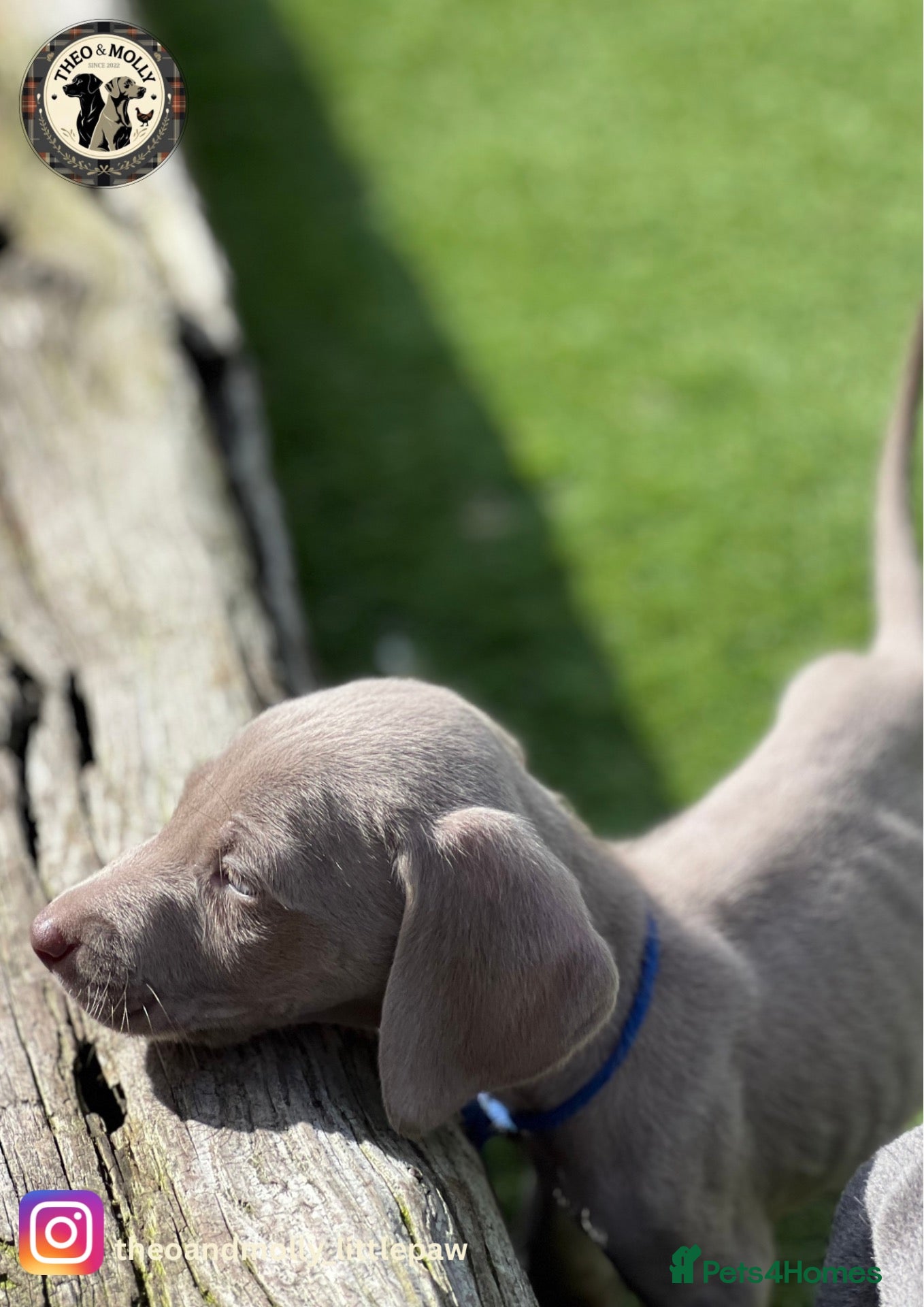 Weimaraner dogs 💙🩶KC Registered Blue & Silver Weimaraner Puppies - Advert 2