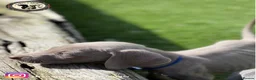 Weimaraner dogs for sale: 🐾KC Registered Blue & Silver Weimaraner Puppies🐾 - Advert 2