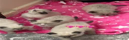 Ragdoll cats for sale: Magical - Advert 8