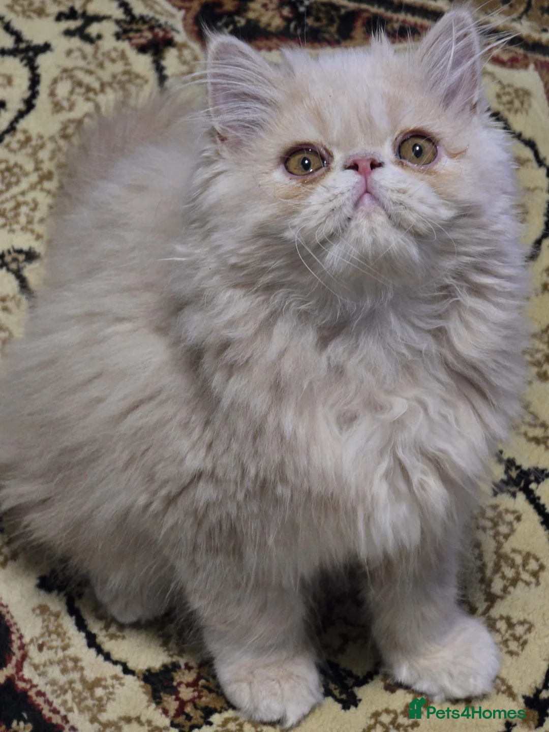 Persian cats for sale: Beautiful Pure Persian Boy Looking for Loving home - Advert 7