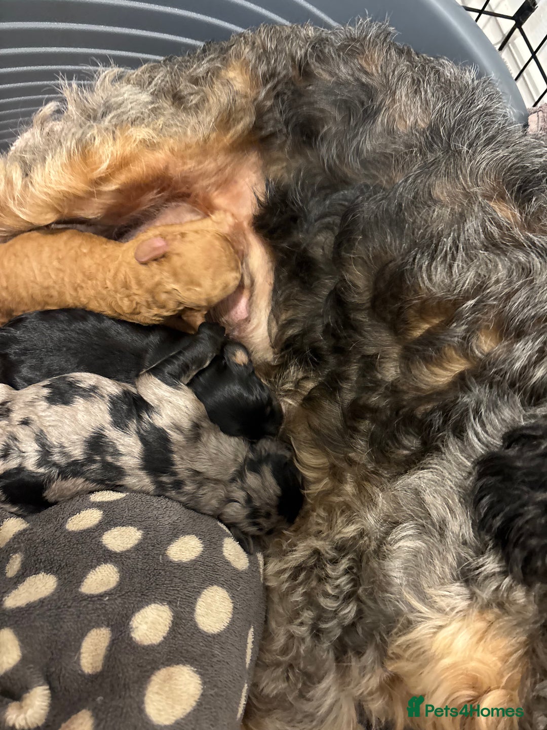 Cockapoo dogs for sale: Cockapoos Ready for New Homes 22nd December - Advert 13