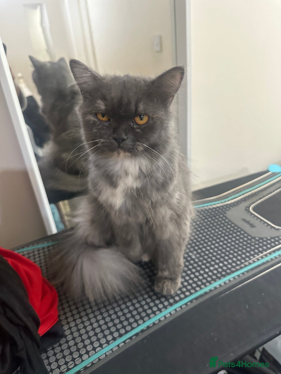 Mixed Breed cats for sale: Female cat for sale  - Image 1