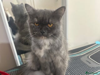 Mixed Breed cats - Advert 1