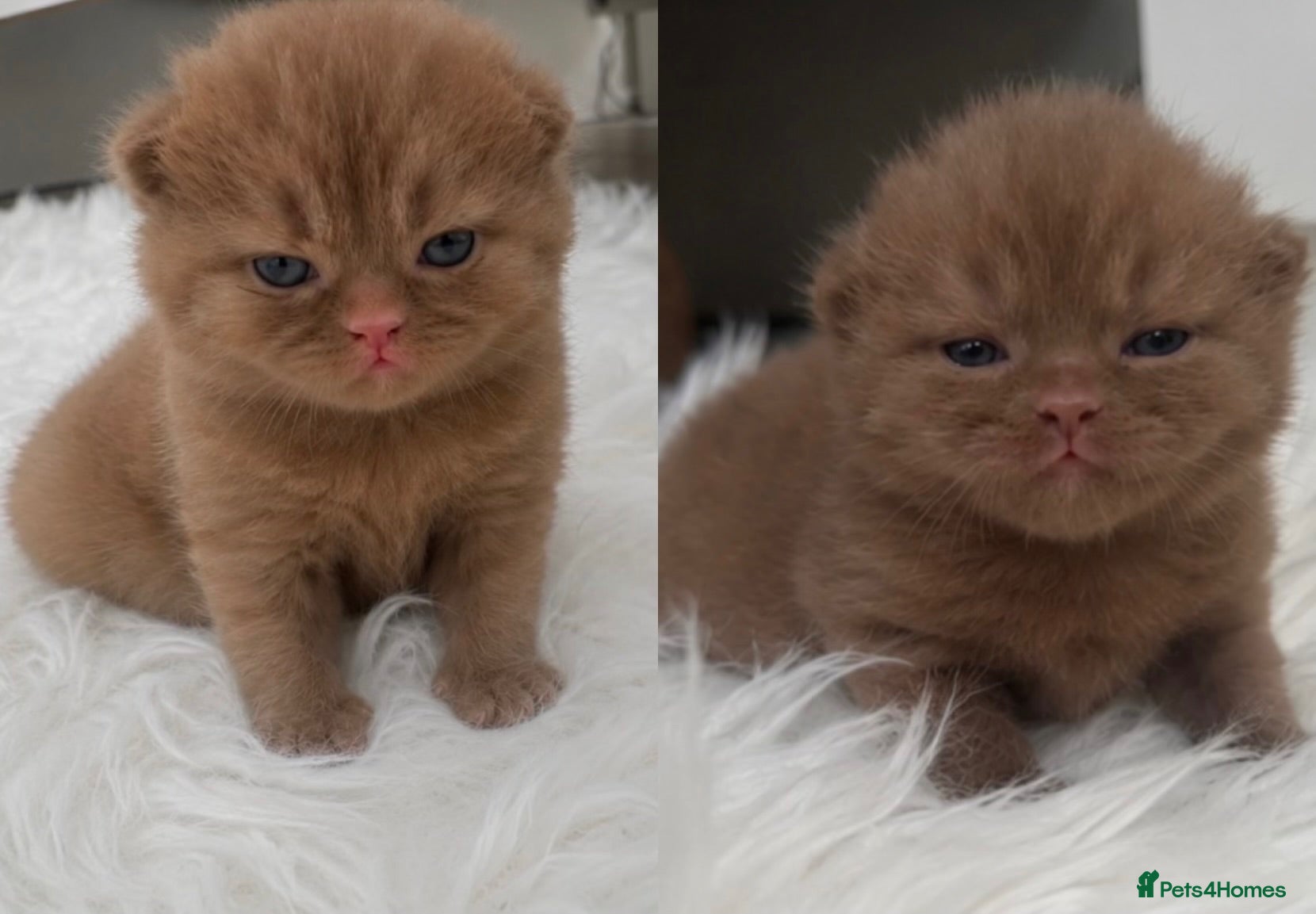 British Shorthair cats 🤎✨ Stunning Cinnamon British Shorthair Kittens  - Advert 1