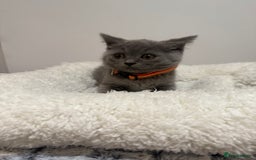 British Longhair cats for sale: Beautiful blues - Image 21