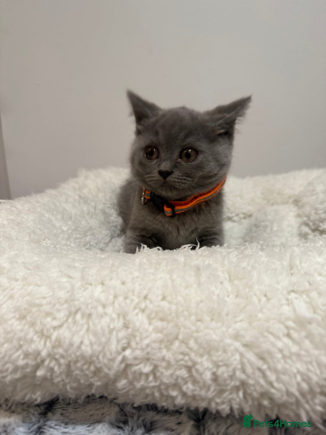 British Longhair cats for sale: Beautiful blues - Image 21