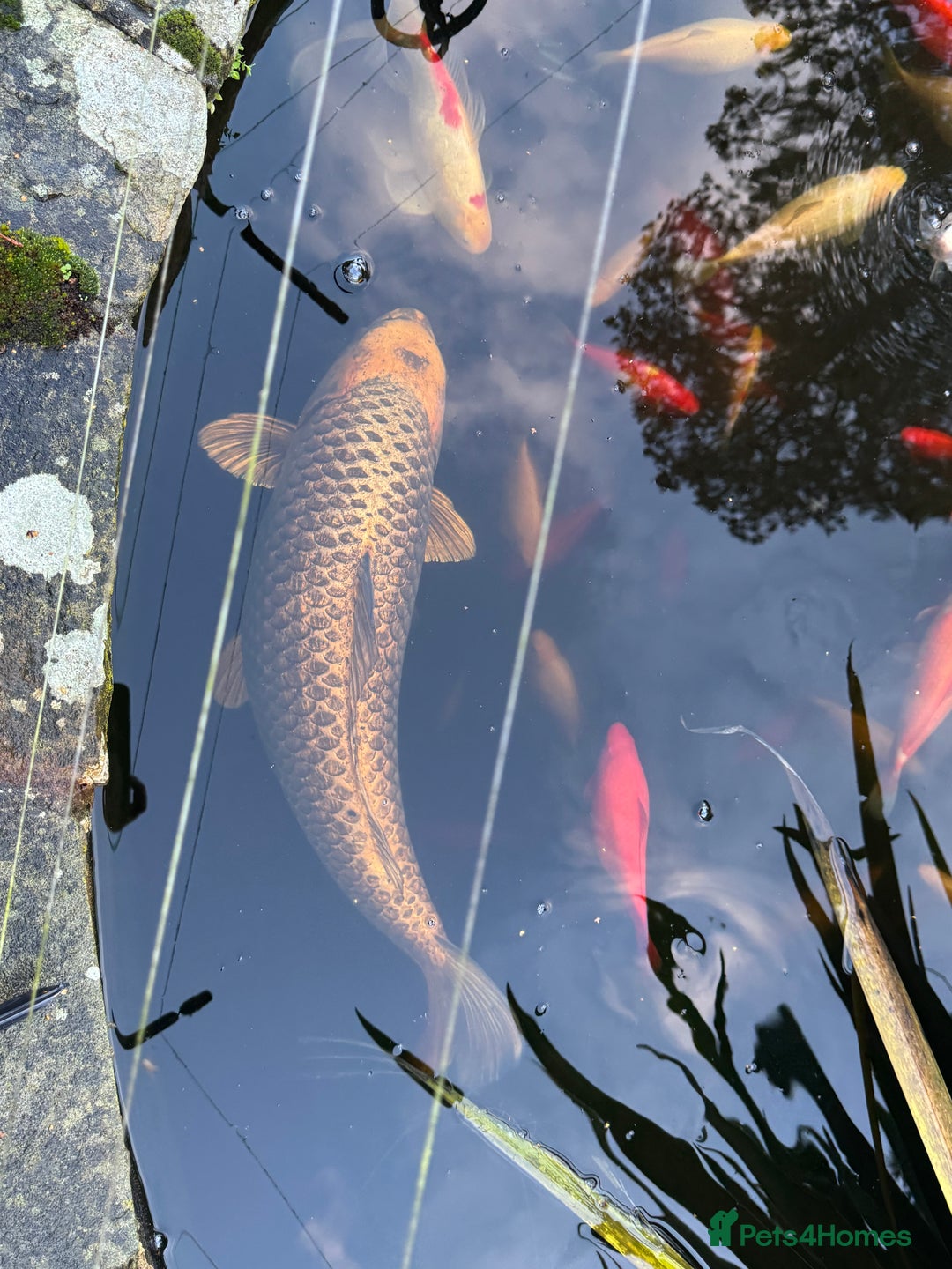 Koi Carp fish for sale: School of Koi/Koi carp  - Advert 3