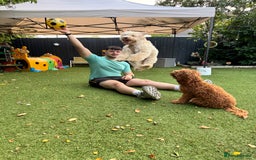 Cockapoo dogs for sale: 2 Male Cockapoos need a home :( - Image 8