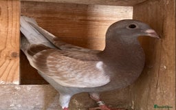 Pigeons birds for sale: Young birds - Image 2