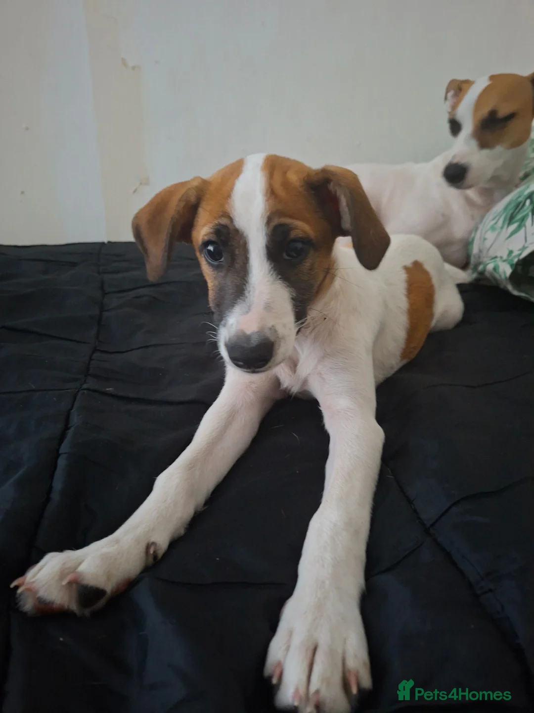 Mixed Breed dogs for sale: Jack russel whippet x golden doodle in Salisbury - Advert 3
