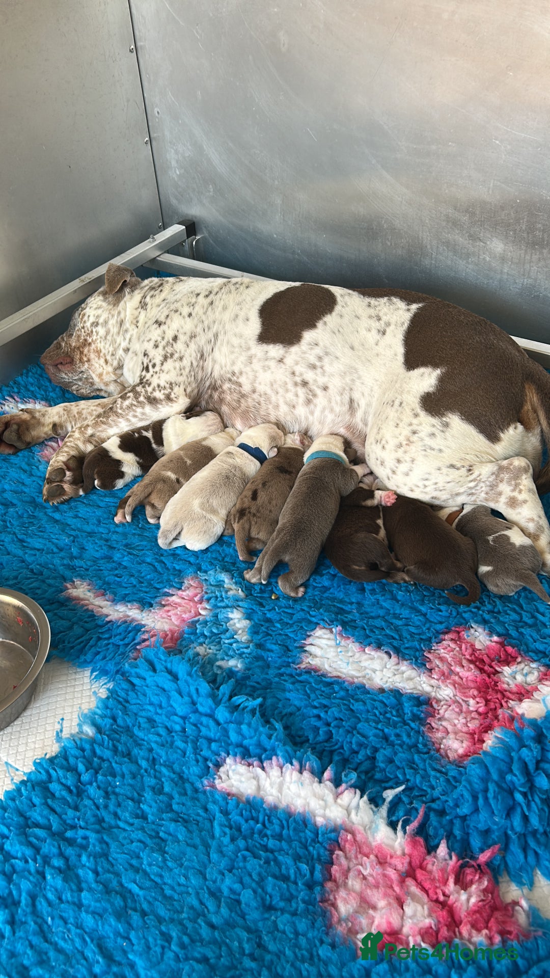 Olde English Bulldogge dogs for sale: Out standing old English bulldog male available - Image 6