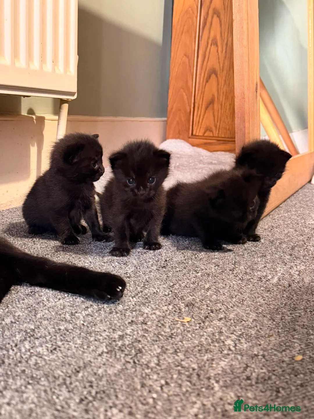 Mixed Breed cats for sale: 2 male black kittens in Ramsgate - Advert 2