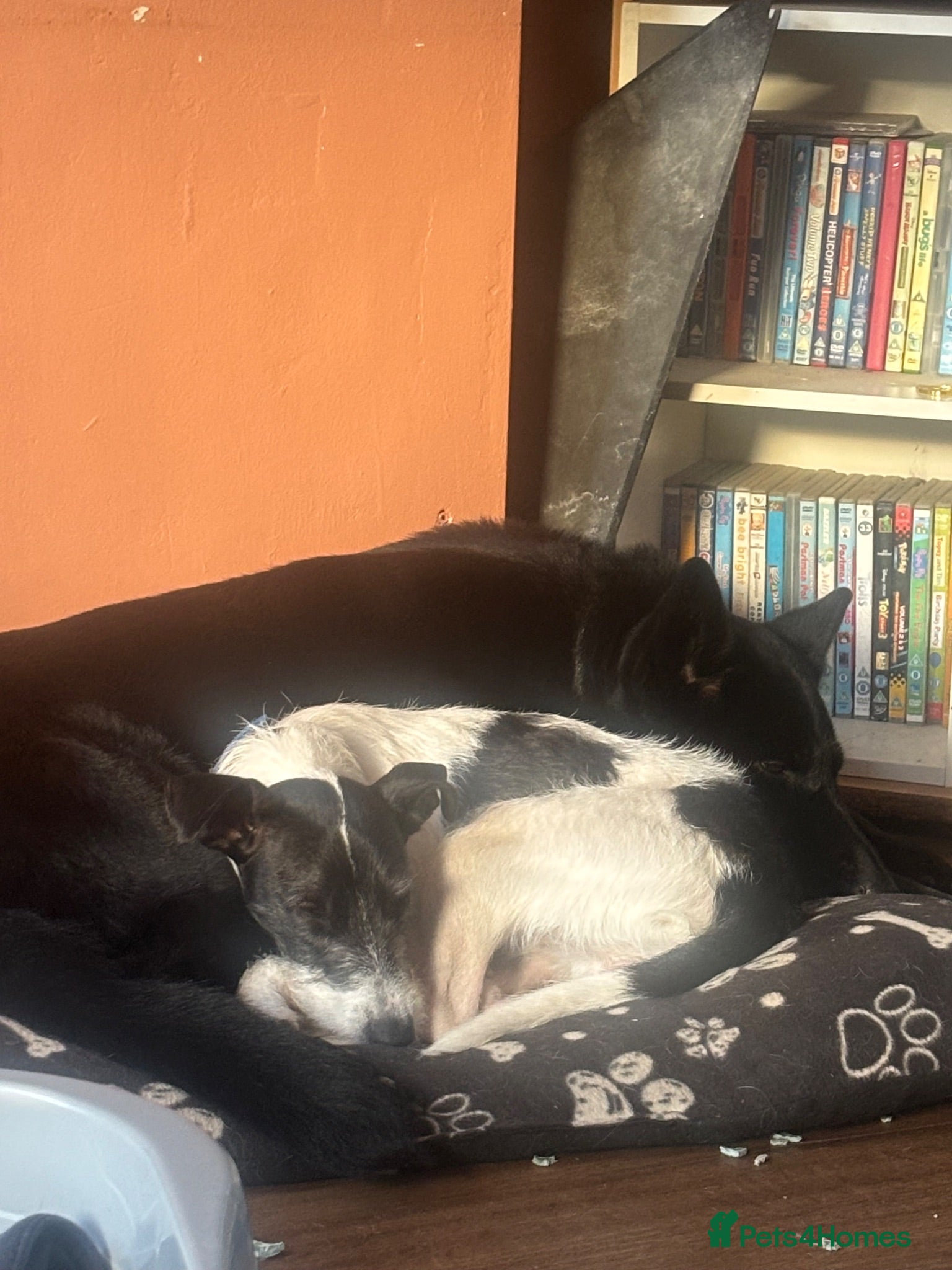 Mixed Breed dogs Parson Russel cross - Advert 2