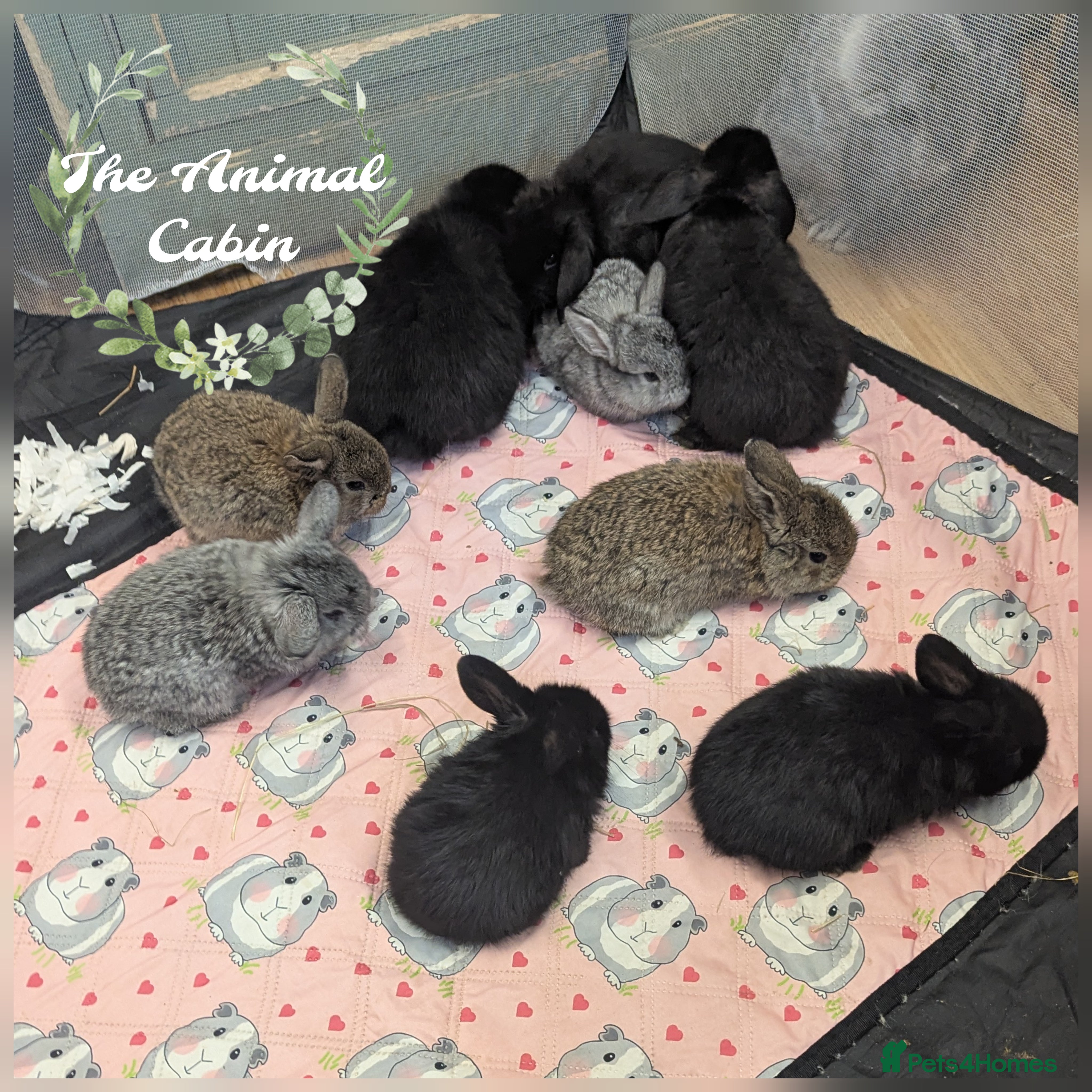 Mini Lop rabbits Mini lops. Babies+adults. Perfect house bunnies!  - Advert 6