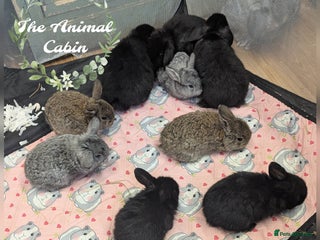 Mini Lop rabbits Very friendly mini lops! Perfect house bunnies! - Advert 4