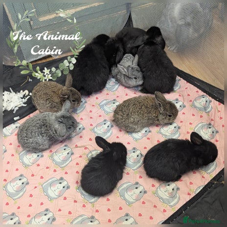 Mini Lop rabbits Very friendly mini lops! Perfect house bunnies! - Advert 4