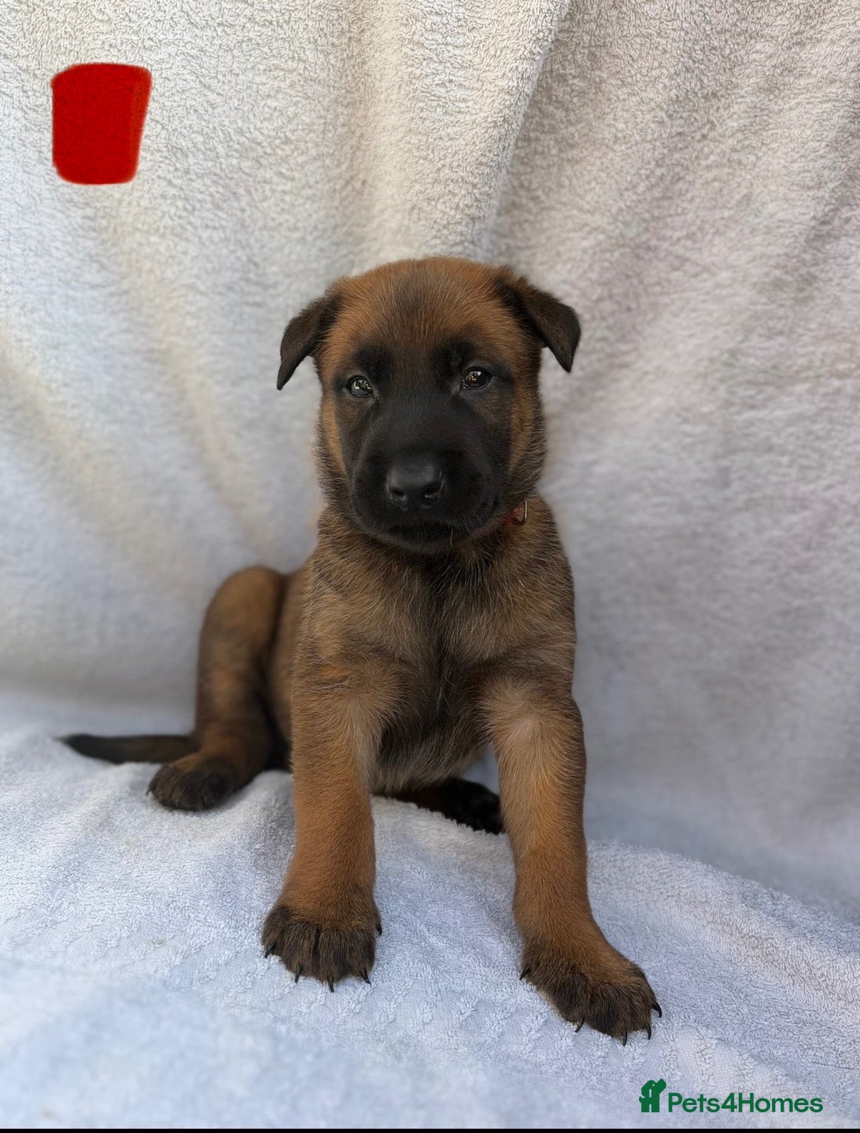 Belgian Shepherd Dog dogs Belgian Malinois puppies  - Advert 1
