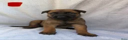Belgian Shepherd Dog dogs for sale: Belgian Malinois puppies  - Advert 1