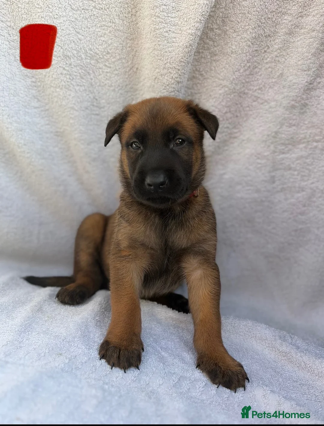 Belgian Shepherd Dog dogs for sale: Belgian Malinois puppies  - Advert 1
