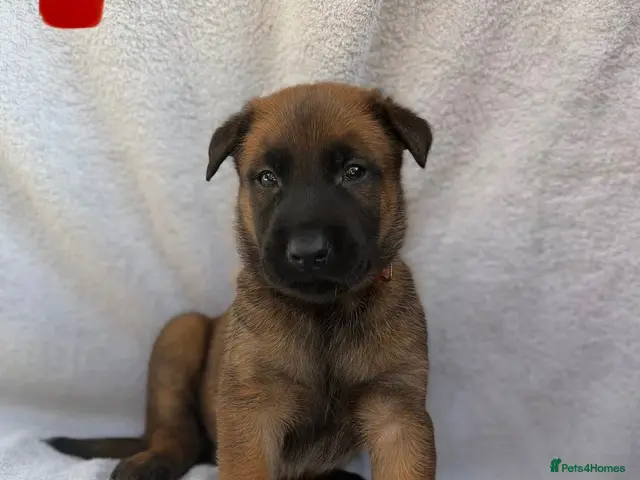 Belgian Shepherd Dog dogs Belgian Malinois puppies - Advert 1