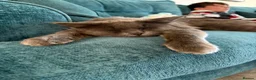 Maine Coon cats for sale: Maincoone kittens ready to reserve  - Advert 2