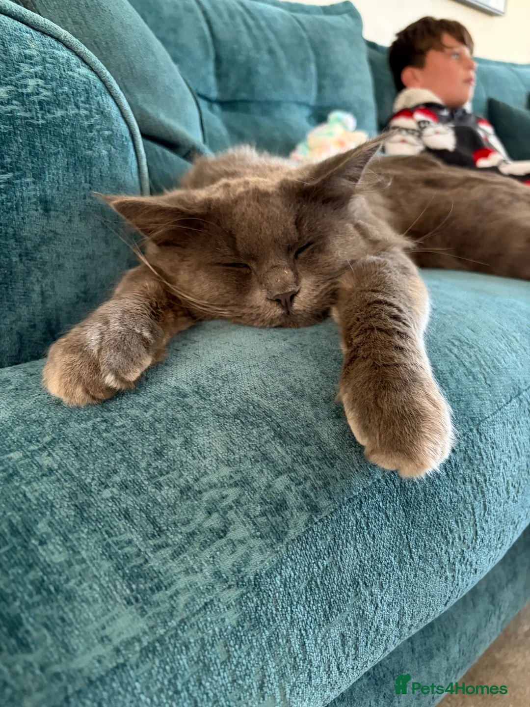 Maine Coon cats for sale: Maincoone kittens ready to reserve  - Advert 2