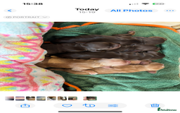 Cocker Spaniel dogs for sale: Show cocker spaniel puppies - Image 6