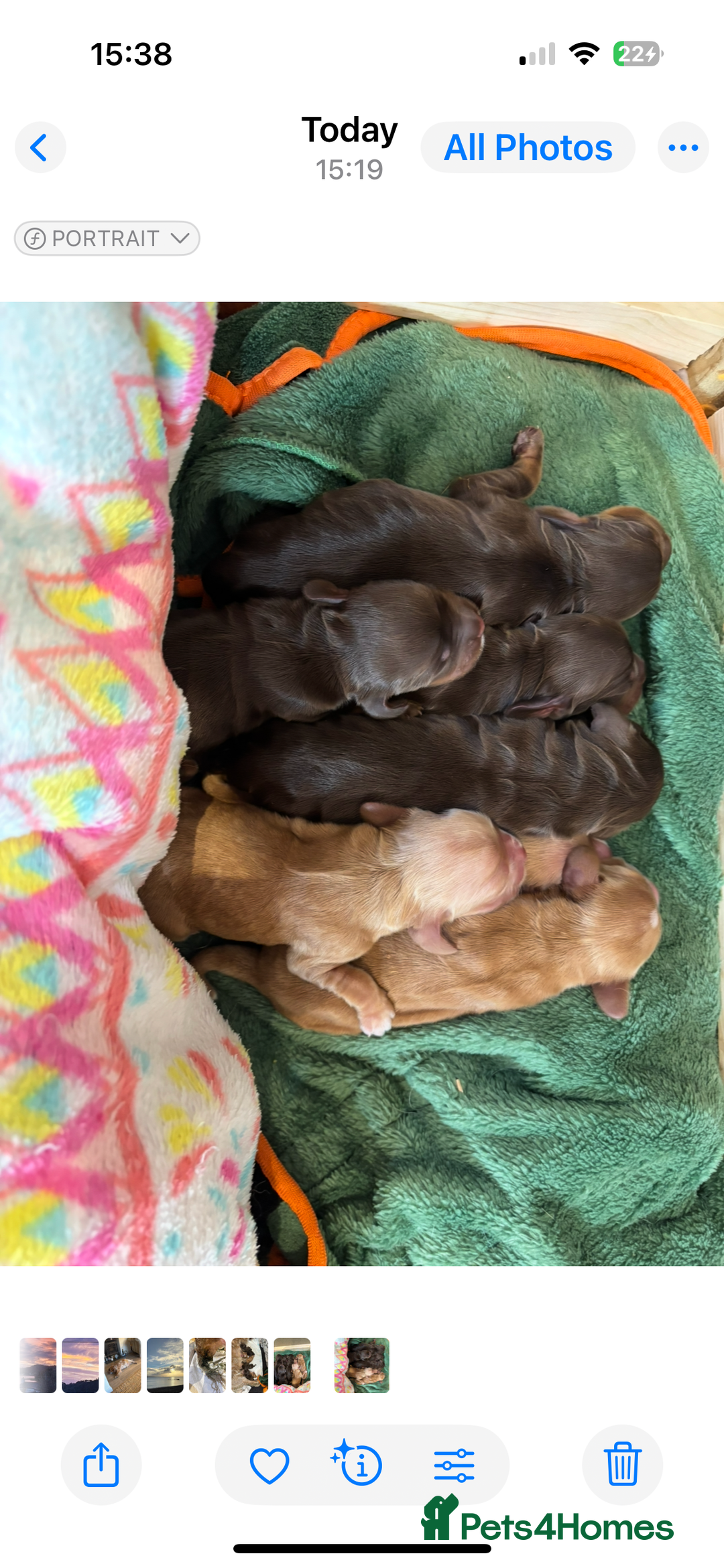 Cocker Spaniel dogs for sale: Show cocker spaniel puppies - Image 6