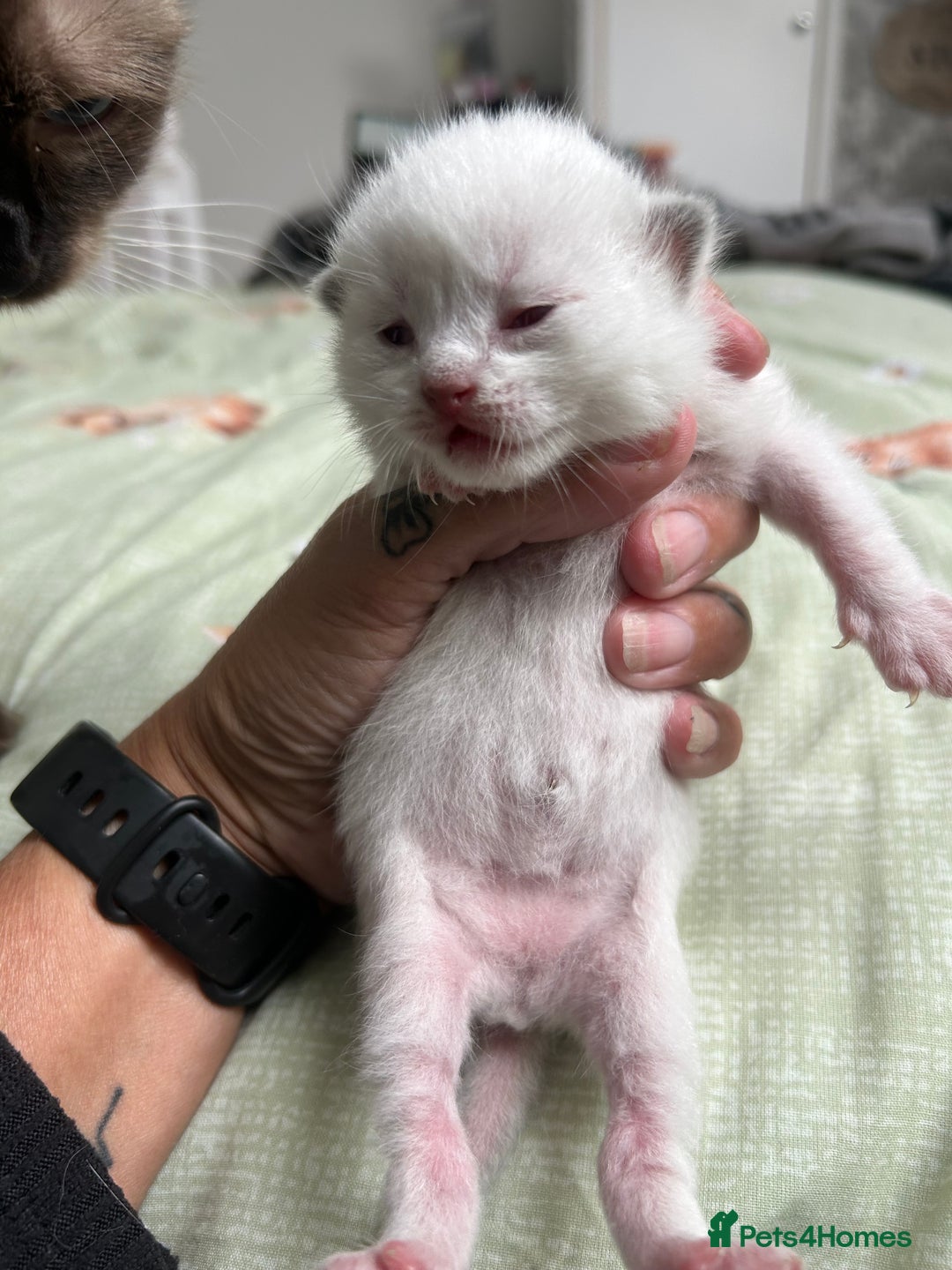Ragdoll cats for sale: Ragdoll/british blue - Image 4