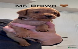 Labrador Retriever dogs for sale: Outstanding Fox Red Labrador Retriever Puppies  - Image 4