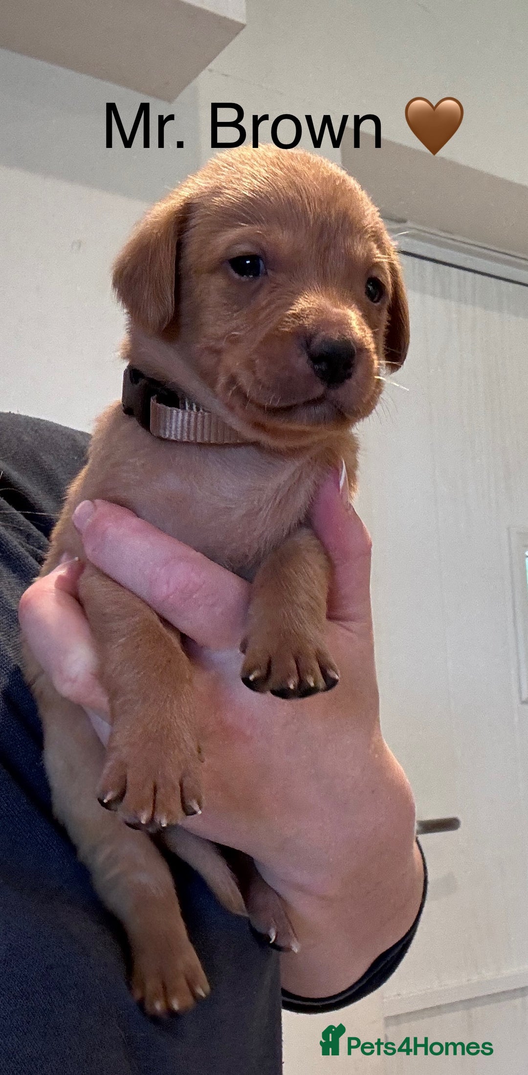 Labrador Retriever dogs for sale: Outstanding Fox Red Labrador Retriever Puppies  - Image 4