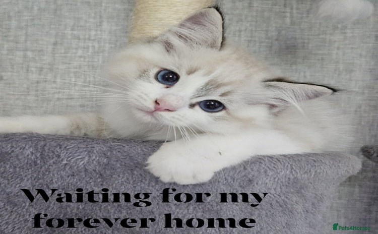 Ragdoll cats - Advert 2