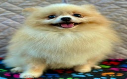 Pomeranian dogs for adoption: ToTo: A Little Angel - Image 2